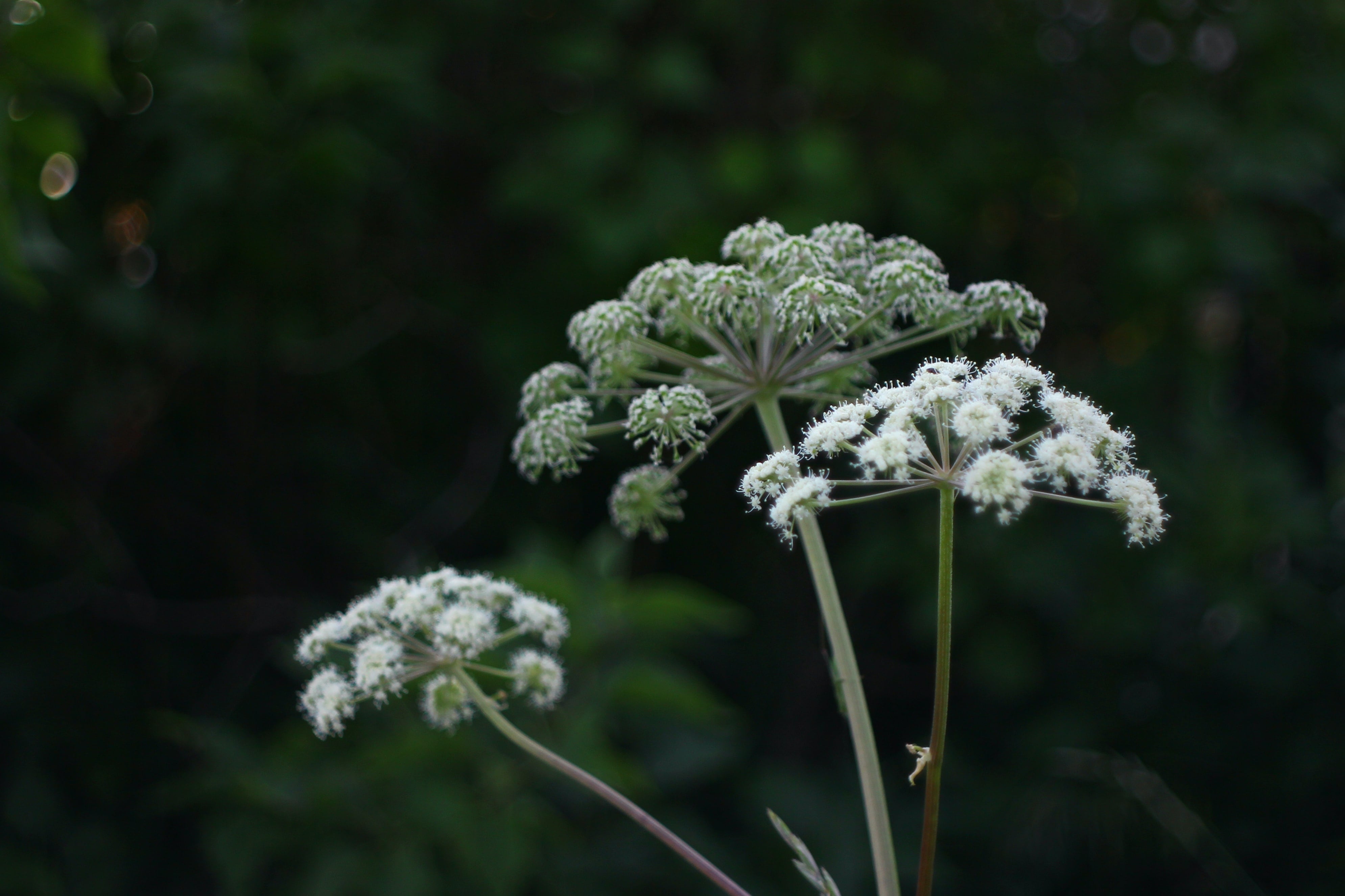Giant hogweed, which is an invasive species