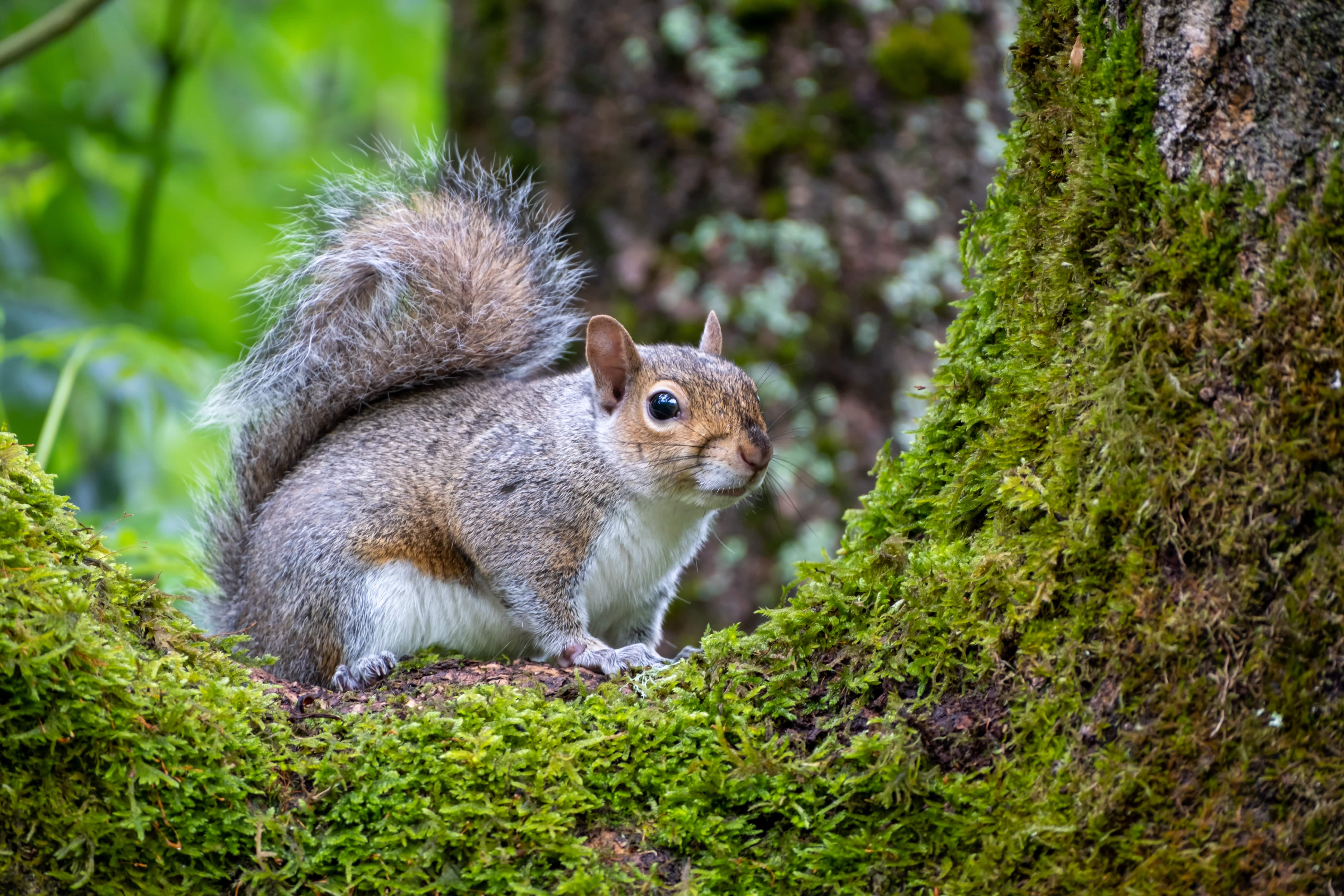 A grey squirrel, which is an invasive species