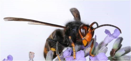 South West Water asks public to help tackle Asian hornet threat to our native bees