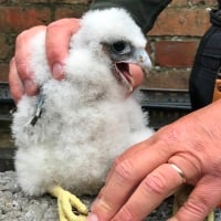 High hopes for Peregrines as they set up Home on a Water Tower