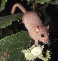 Dormouse and hazel nuts Dr Pat Morris resized