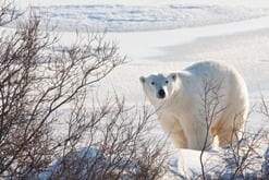 polar-bear_MJJkY9B_
