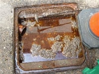 image depicting Fat in sewer